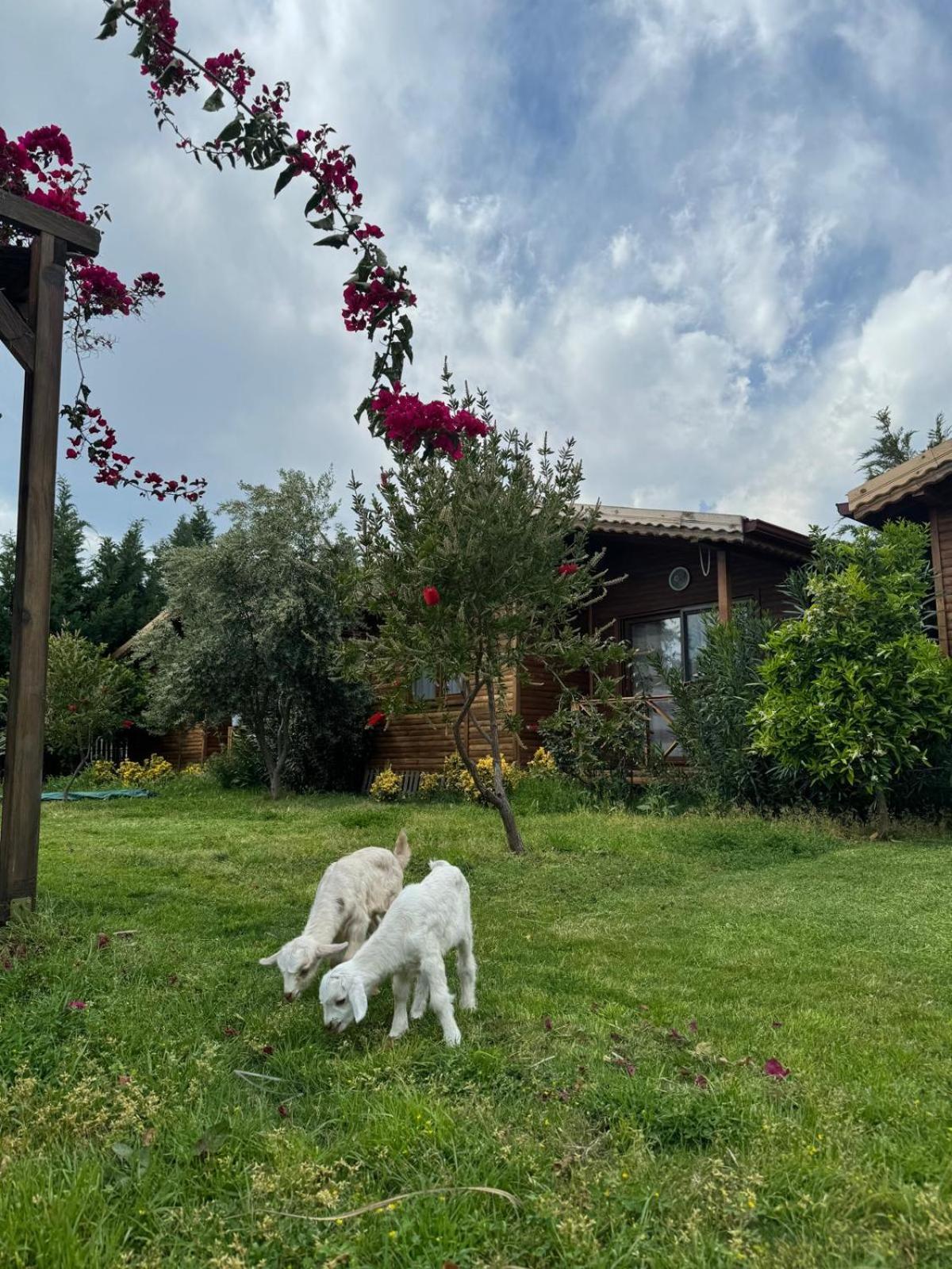 Em-Ba Butik Bungalov Demre Buitenkant foto